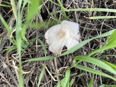 Bolbitius aleuriatus