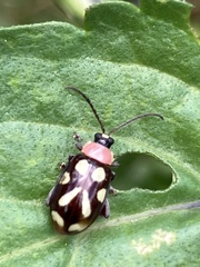 Omophoita