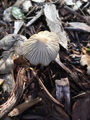Coprinellus impatiens