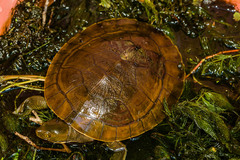Emydura macquarii