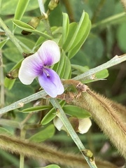 Neustanthus phaseoloides