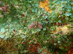 Caulerpa chemnitzia