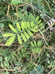 Neustanthus phaseoloides