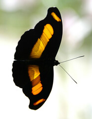 Catonephele chromis chromis