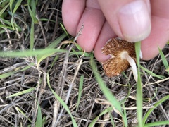 Bolbitius aleuriatus