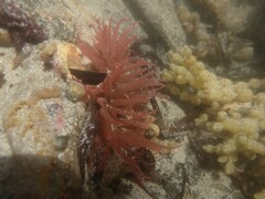 Isanemonia australis