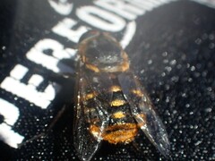 Scaptia auriflua