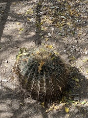 Ferocactus histrix
