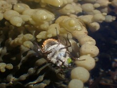 Scaptia auriflua