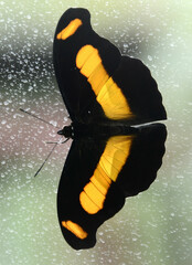 Catonephele chromis chromis