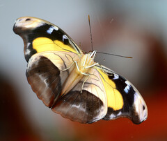 Catonephele chromis chromis