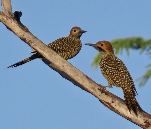 Fernandina's Flicker (Colaptes fernandinae), photo 8