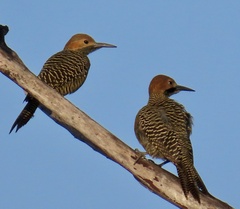 Colaptes fernandinae