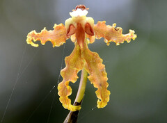 Cyrtochilum serratum