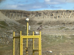 Bubo virginianus magellanicus