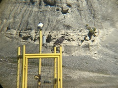 Bubo virginianus magellanicus