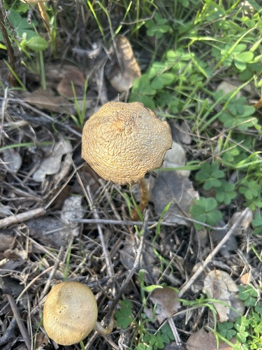 iNaturalist observation photo of scurfy twiglet