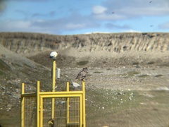 Bubo virginianus magellanicus