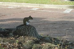Sciurus carolinensis carolinensis