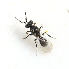 Platygastrinae