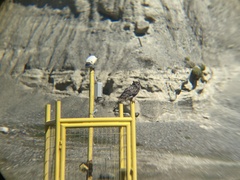 Bubo virginianus magellanicus