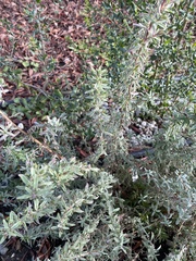 Epilobium canum