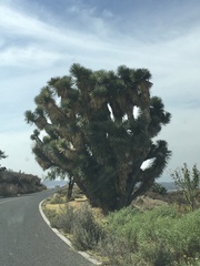 Yucca filifera