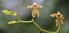 Cyrtochilum serratum