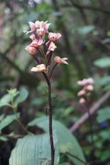 Govenia liliacea