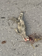 Iguana iguana melanoderma