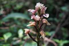 Govenia liliacea