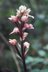 Govenia liliacea