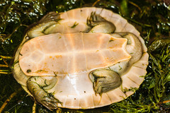Emydura macquarii