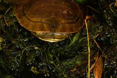 Emydura macquarii