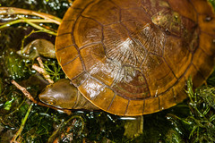 Emydura macquarii