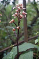 Govenia liliacea
