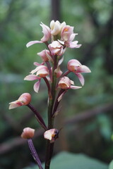 Govenia liliacea