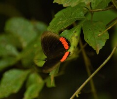 Biblis hyperia