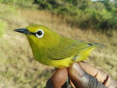 Zosterops senegalensis