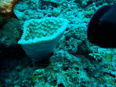 Duncanopsammia peltata