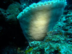 Duncanopsammia peltata