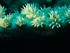 Duncanopsammia peltata