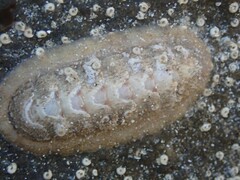 Ischnochiton