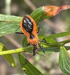 Gminatus australis