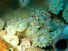 Duncanopsammia peltata