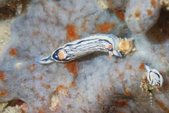 Hypselodoris maritima