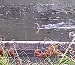 Microcarbo melanoleucos