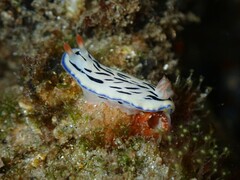 Hypselodoris maritima