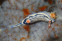 Hypselodoris maritima