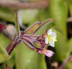 Gayophytum